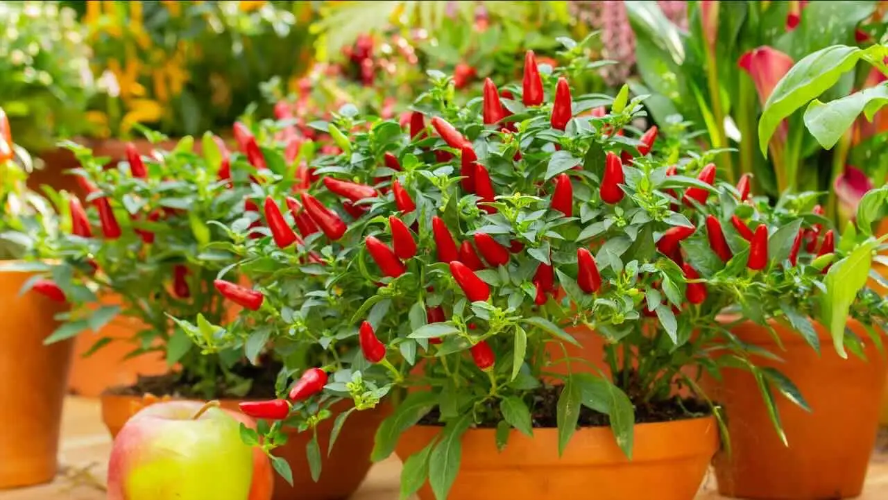 Come proteggere le radici delle piante dal caldo: la soluzione naturale degli agronomi per giugno Come proteggere le radici delle piante dal caldo: la soluzione naturale degli agronomi per giugno