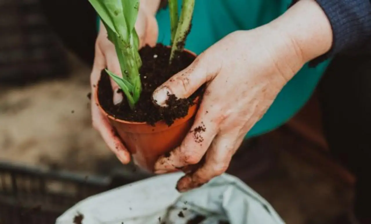 Come ridurre l’evaporazione dai vasi in balcone: la tecnica della pacciamatura consigliata dall’Accademia Italiana di Agricoltura Come ridurre l’evaporazione dai vasi in balcone: la tecnica della pacciamatura consigliata dall’Accademia Italiana di Agricoltura