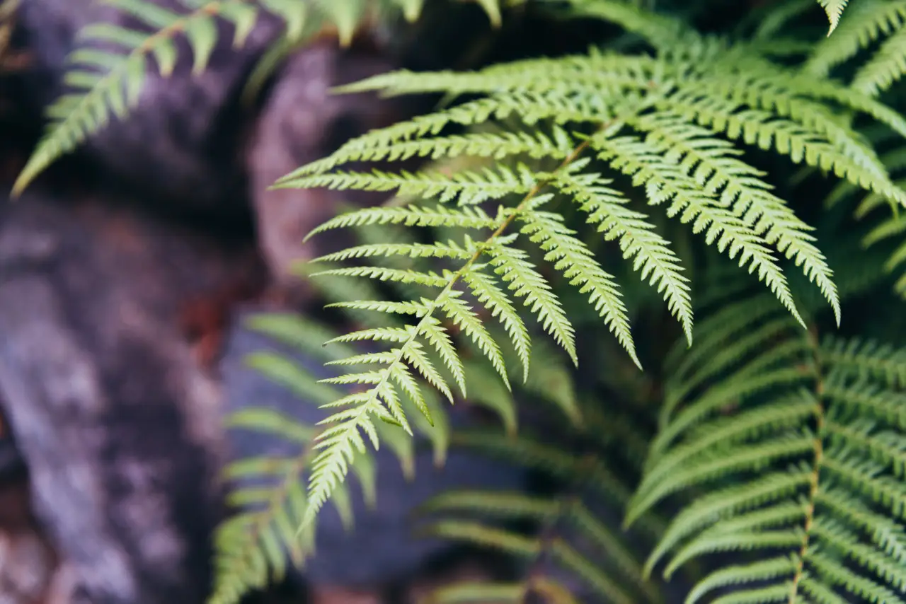 Come scegliere piante da ombra per terrazzi esposti al sole: la guida pratica dei botanici Come scegliere piante da ombra per terrazzi esposti al sole: la guida pratica dei botanici