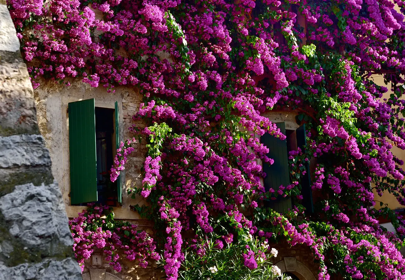 Le piante rampicanti ideali per creare privacy naturale in estate: i consigli della Società Botanica Italiana Le piante rampicanti ideali per creare privacy naturale in estate: i consigli della Società Botanica Italiana