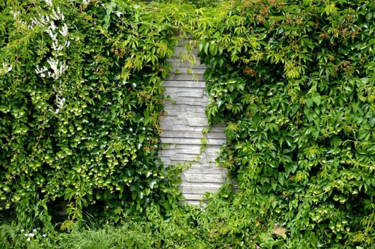 Le piante rampicanti ideali per creare privacy naturale in estate: i consigli della Società Botanica Italiana Le piante rampicanti ideali per creare privacy naturale in estate: i consigli della Società Botanica Italiana
