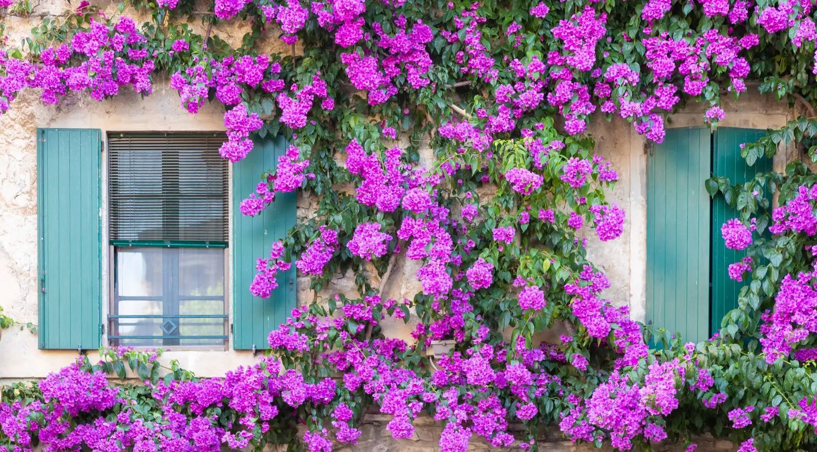 Le piante rampicanti ideali per creare privacy naturale in estate: i consigli della Società Botanica Italiana Le piante rampicanti ideali per creare privacy naturale in estate: i consigli della Società Botanica Italiana