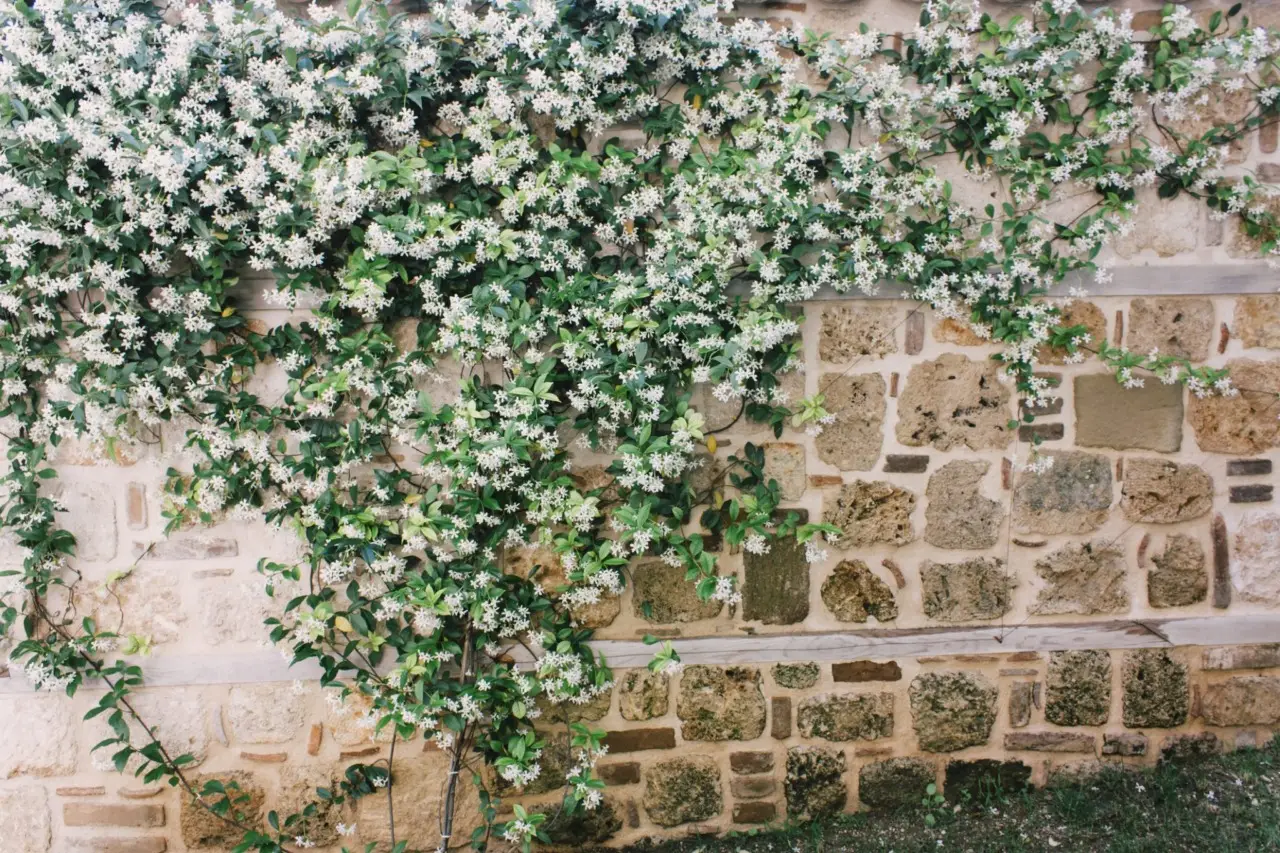 Le piante rampicanti ideali per creare privacy naturale in estate: i consigli della Società Botanica Italiana Le piante rampicanti ideali per creare privacy naturale in estate: i consigli della Società Botanica Italiana