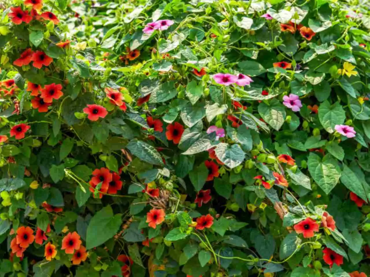 Le piante rampicanti ideali per creare privacy naturale in estate: i consigli della Società Botanica Italiana Le piante rampicanti ideali per creare privacy naturale in estate: i consigli della Società Botanica Italiana