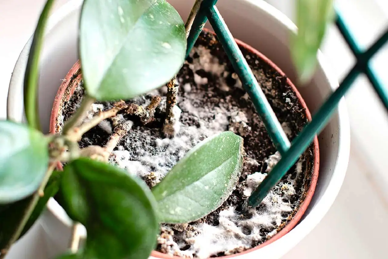 Come prevenire la muffa nei vasi in estate: il rimedio consigliato dai botanici per balconi sani Come prevenire la muffa nei vasi in estate: il rimedio consigliato dai botanici per balconi sani