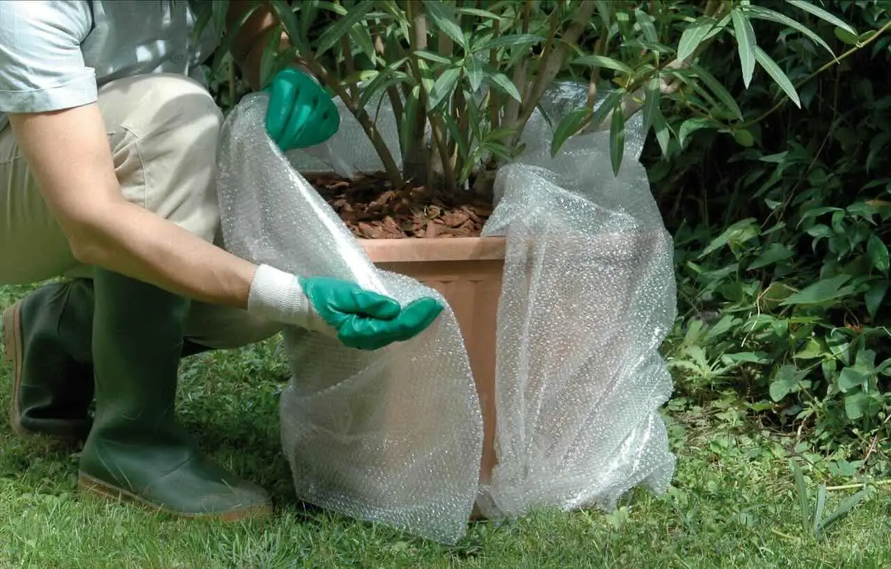 Come prevenire la muffa nei vasi in estate: il rimedio consigliato dai botanici per balconi sani Come prevenire la muffa nei vasi in estate: il rimedio consigliato dai botanici per balconi sani