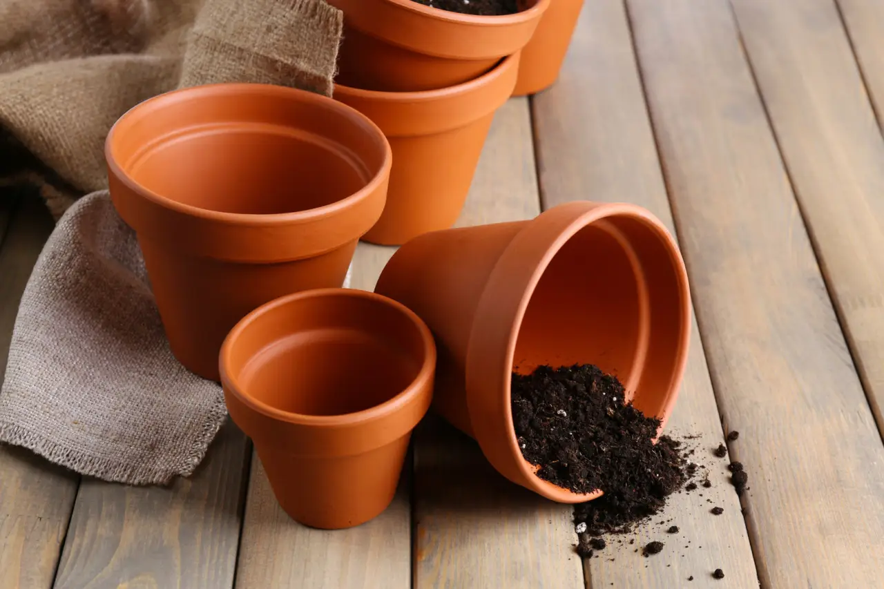 Come prevenire la muffa nei vasi in estate: il rimedio consigliato dai botanici per balconi sani Come prevenire la muffa nei vasi in estate: il rimedio consigliato dai botanici per balconi sani