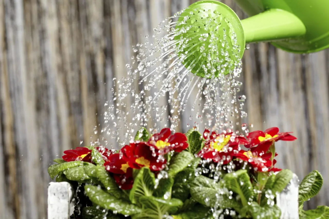 5 trucchi per ridurre subito l’evaporazione nei vasi a giugno: il metodo degli agronomi 5 trucchi per ridurre subito l’evaporazione nei vasi a giugno: il metodo degli agronomi