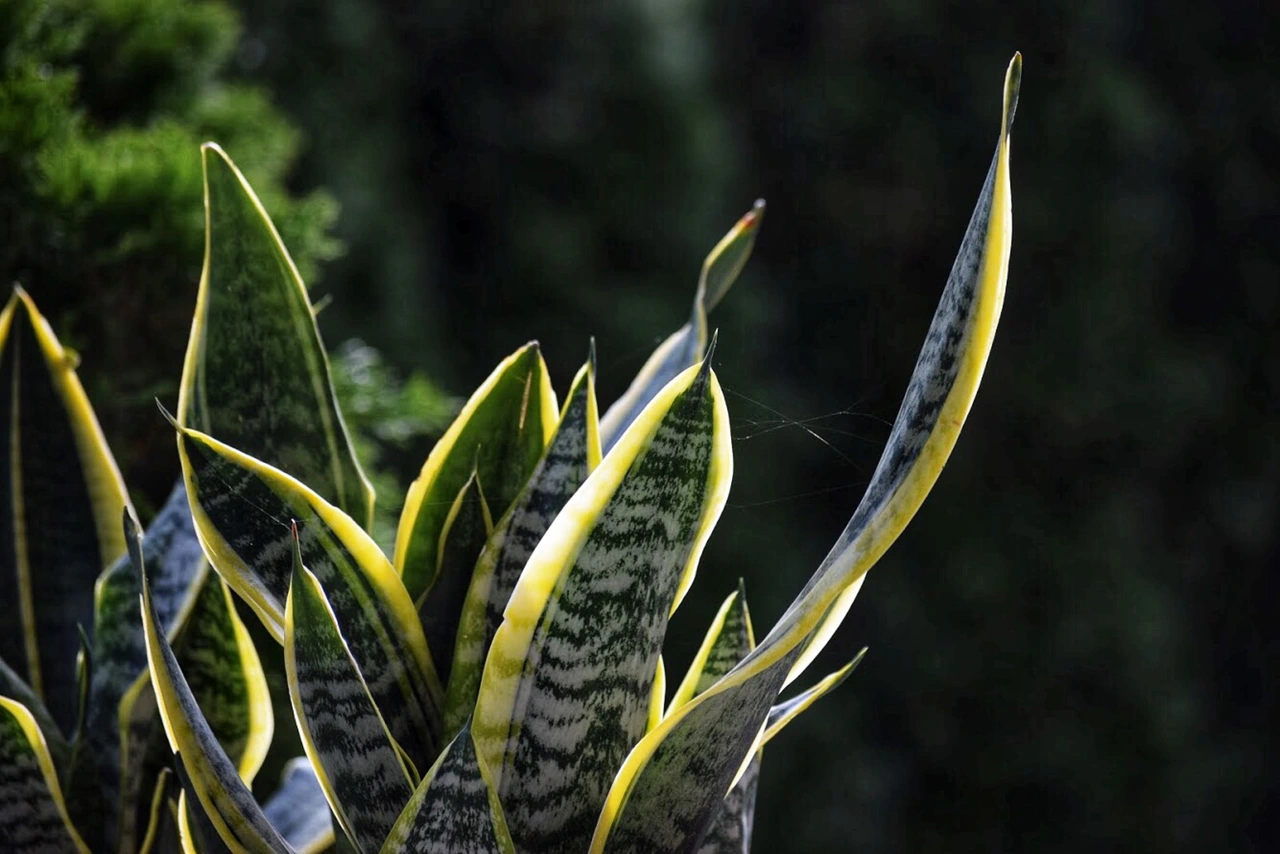Questa pianta d’appartamento abbassa la temperatura della casa in estate: la guida dei biologi vegetali Questa pianta d’appartamento abbassa la temperatura della casa in estate: la guida dei biologi vegetali