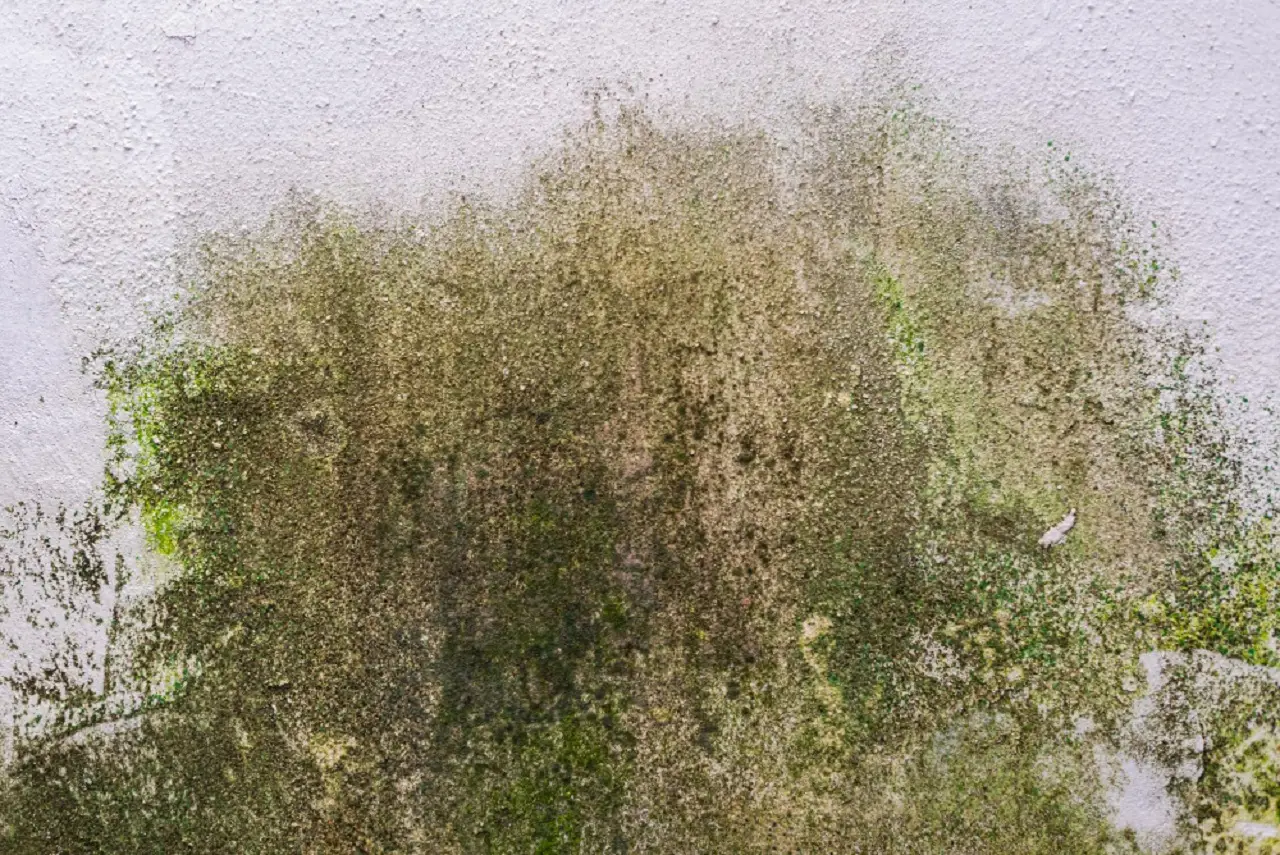 Come riconoscere e prevenire le muffe nei vasi durante l’estate: la soluzione naturale dei botanici Come riconoscere e prevenire le muffe nei vasi durante l’estate: la soluzione naturale dei botanici