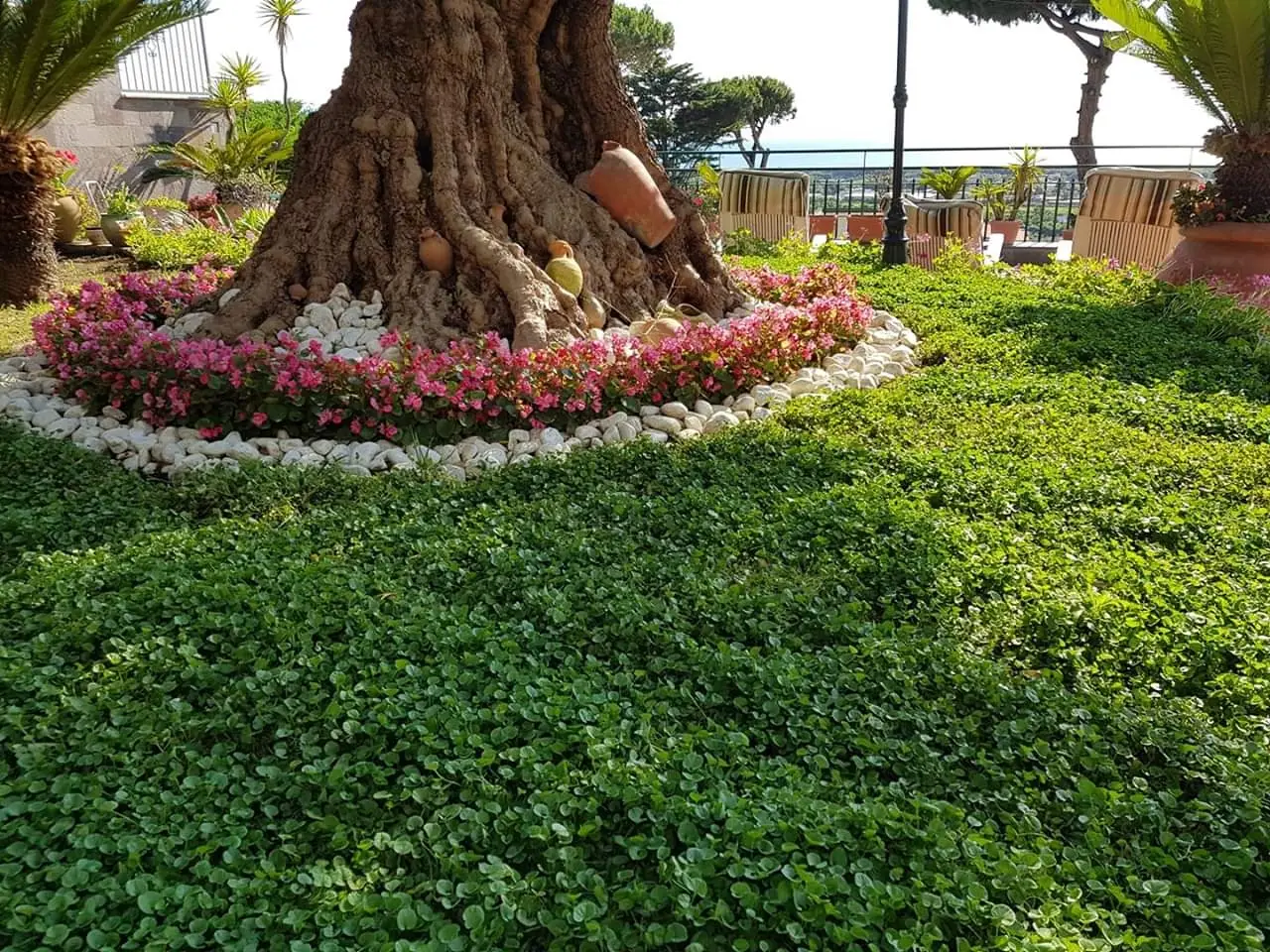 Come riconoscere e prevenire le muffe nei vasi durante l’estate: la soluzione naturale dei botanici Come riconoscere e prevenire le muffe nei vasi durante l’estate: la soluzione naturale dei botanici