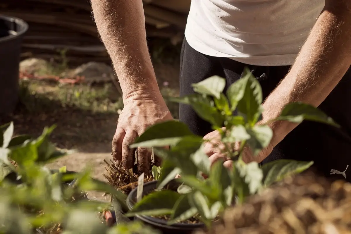 5 trucchi per proteggere le radici delle piante dal caldo estivo: la guida dell’Accademia Italiana di Agricoltura 5 trucchi per proteggere le radici delle piante dal caldo estivo: la guida dell’Accademia Italiana di Agricoltura