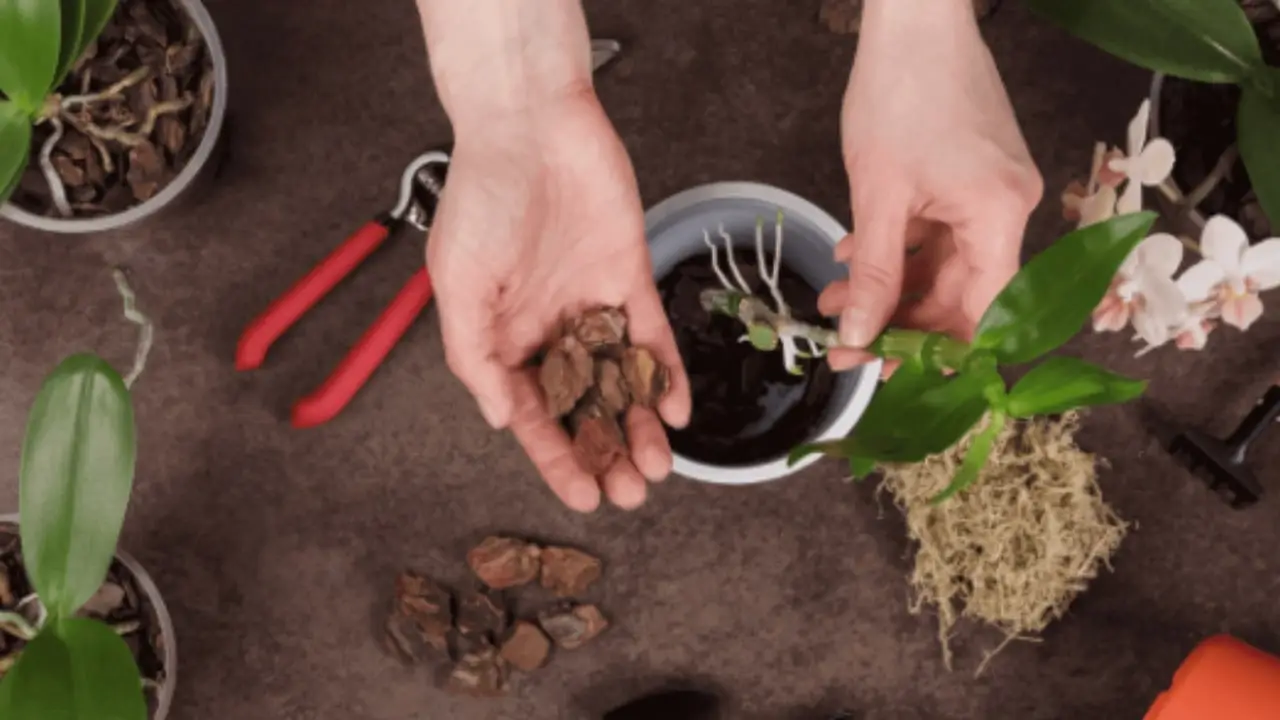 5 trucchi per proteggere le radici delle piante dal caldo estivo: la guida dell’Accademia Italiana di Agricoltura 5 trucchi per proteggere le radici delle piante dal caldo estivo: la guida dell’Accademia Italiana di Agricoltura