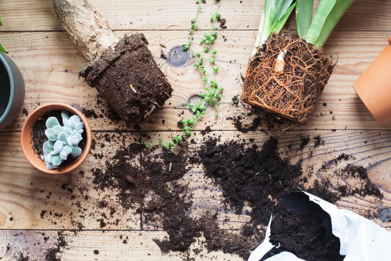 Come ottenere radici più forti nei vasi a giugno: il trucco dei vivaisti con materiali naturali Come ottenere radici più forti nei vasi a giugno: il trucco dei vivaisti con materiali naturali
