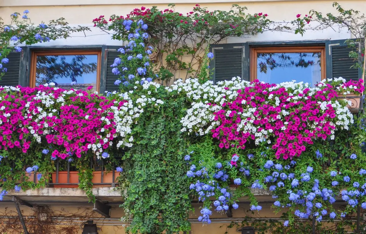 Come scegliere piante da ombra per terrazzi esposti al sole: la guida pratica dei botanici Come scegliere piante da ombra per terrazzi esposti al sole: la guida pratica dei botanici