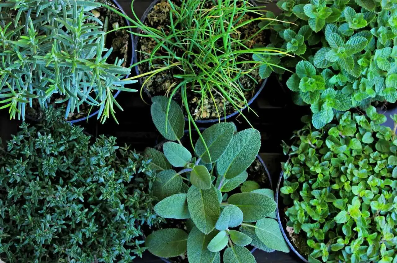 Come proteggere le piante aromatiche dal caldo di giugno: il consiglio pratico degli agronomi per balconi esposti Come proteggere le piante aromatiche dal caldo di giugno: il consiglio pratico degli agronomi per balconi esposti
