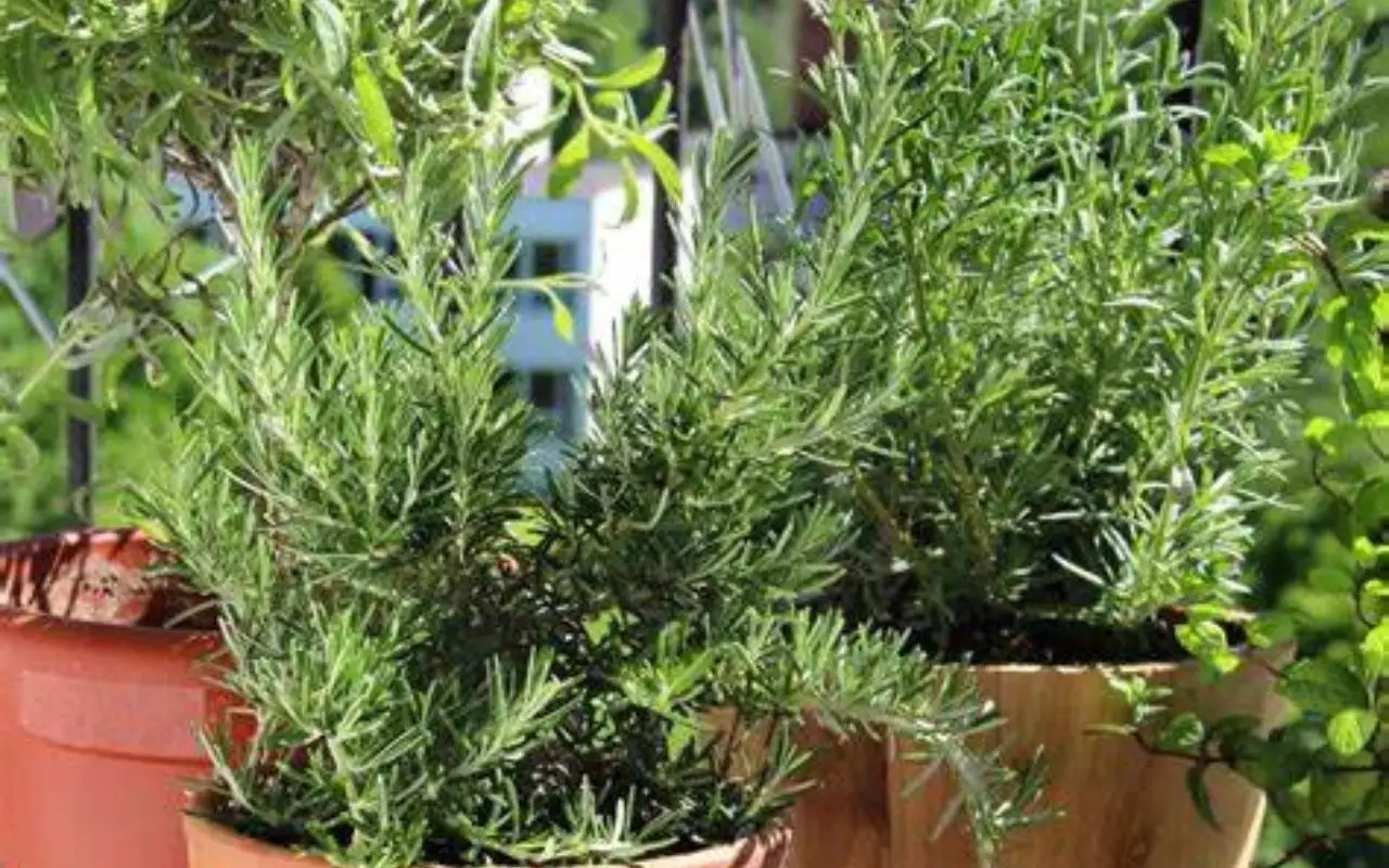Come proteggere le piante aromatiche dal caldo di giugno: il consiglio pratico degli agronomi per balconi esposti Come proteggere le piante aromatiche dal caldo di giugno: il consiglio pratico degli agronomi per balconi esposti