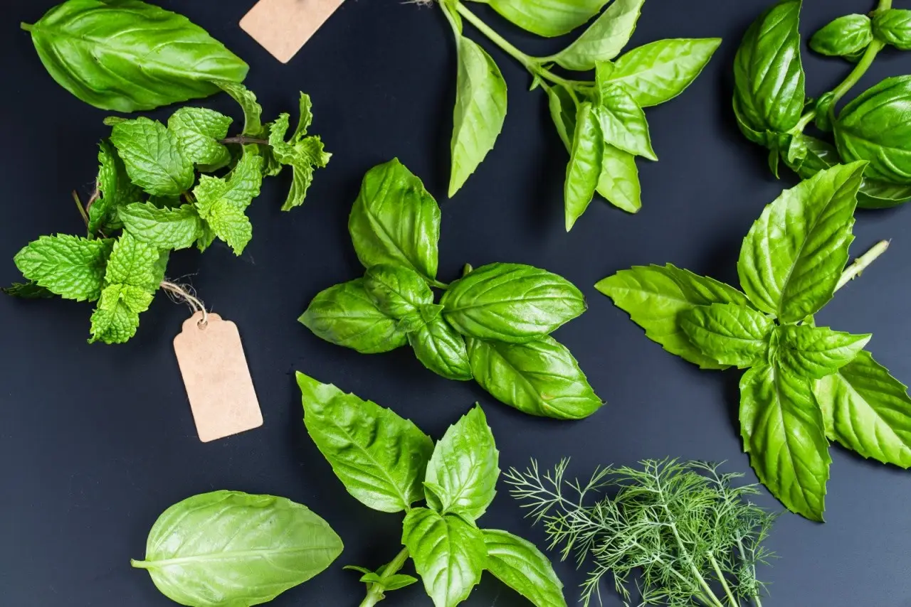 Come proteggere le piante aromatiche dal caldo di giugno: il consiglio pratico degli agronomi per balconi esposti Come proteggere le piante aromatiche dal caldo di giugno: il consiglio pratico degli agronomi per balconi esposti