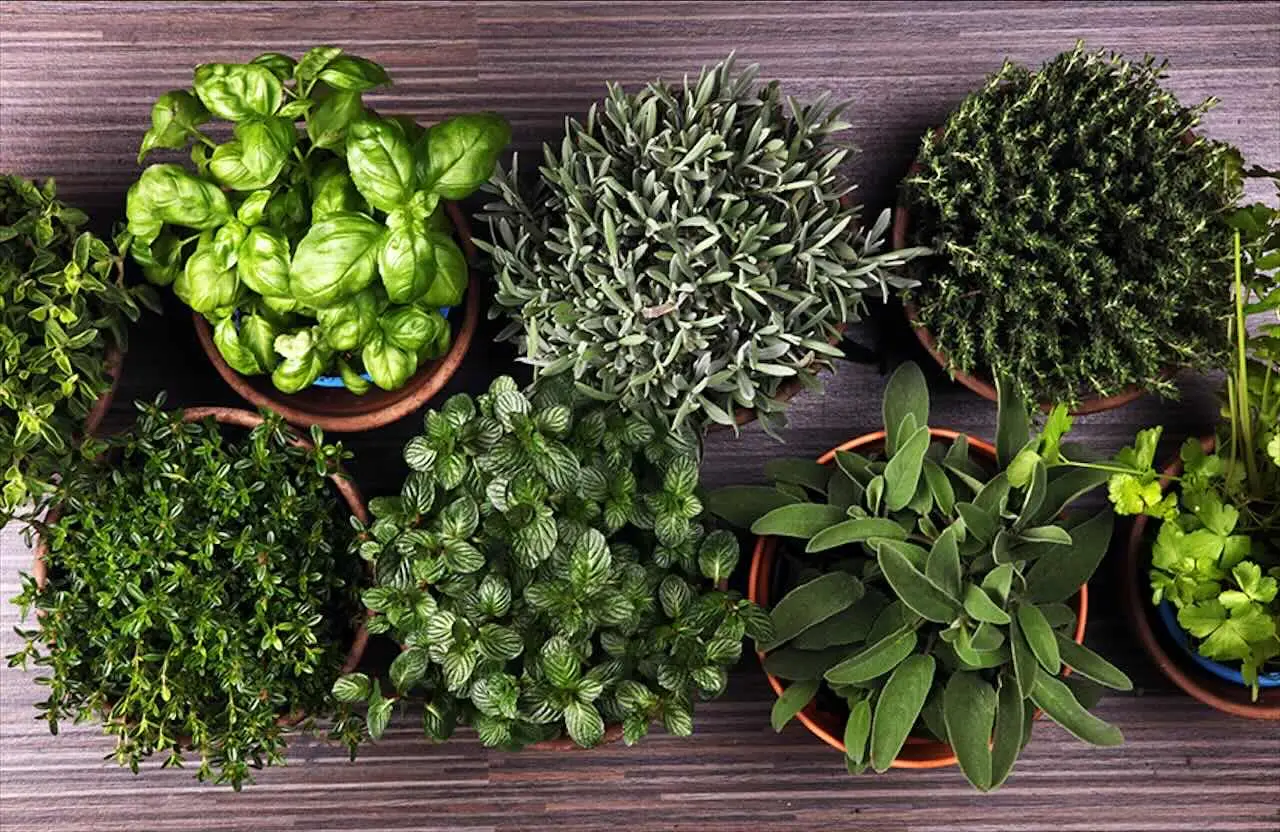 Come proteggere le piante aromatiche dal caldo di giugno: il consiglio pratico degli agronomi per balconi esposti Come proteggere le piante aromatiche dal caldo di giugno: il consiglio pratico degli agronomi per balconi esposti