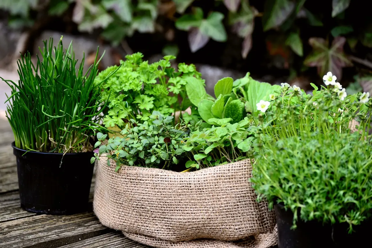 Come proteggere le piante aromatiche dal caldo di giugno: il consiglio pratico degli agronomi per balconi esposti Come proteggere le piante aromatiche dal caldo di giugno: il consiglio pratico degli agronomi per balconi esposti