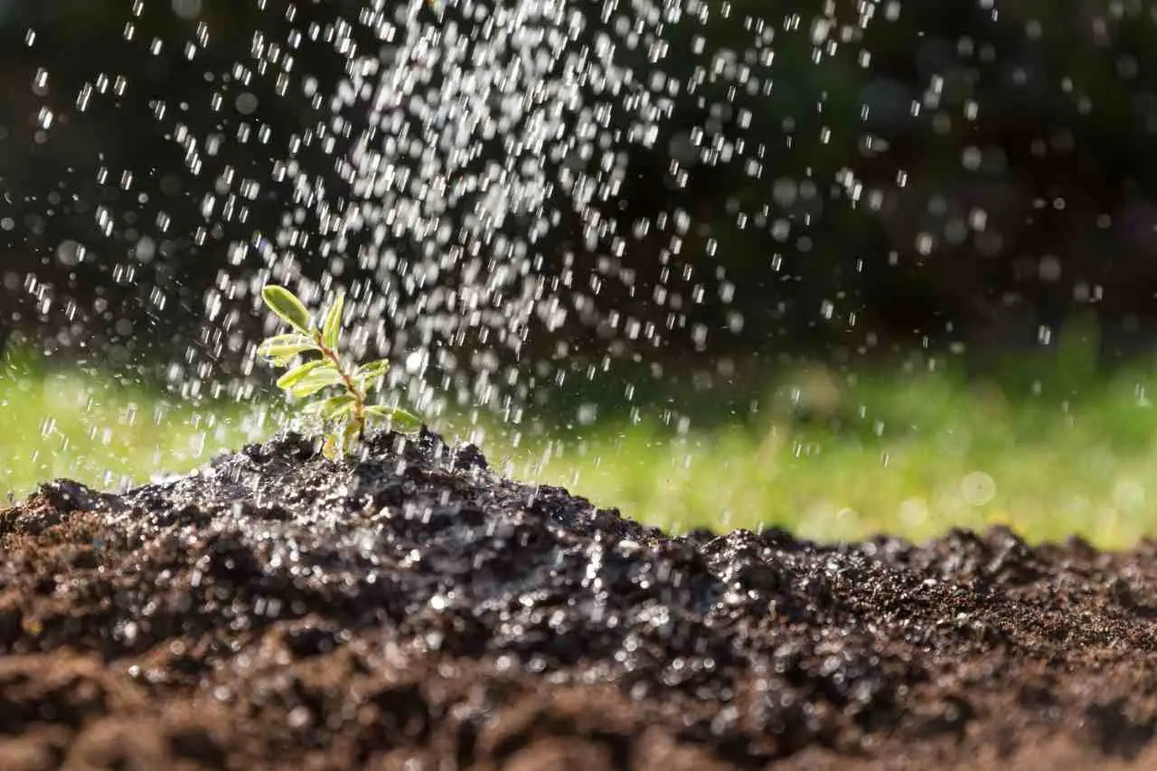 5 strategie per evitare muffa nei vasi in estate: la soluzione naturale dei botanici per piante sane 5 strategie per evitare muffa nei vasi in estate: la soluzione naturale dei botanici per piante sane