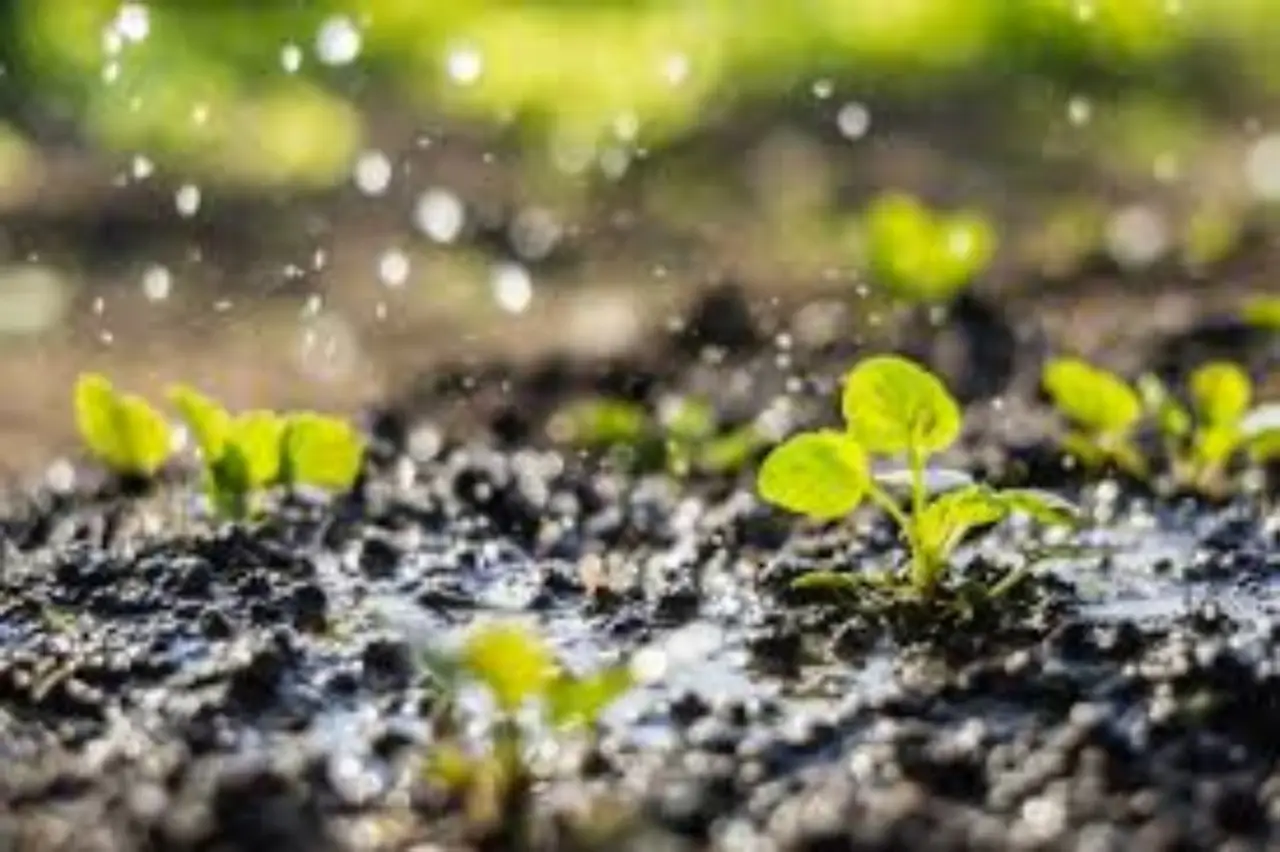 5 strategie per evitare muffa nei vasi in estate: la soluzione naturale dei botanici per piante sane 5 strategie per evitare muffa nei vasi in estate: la soluzione naturale dei botanici per piante sane