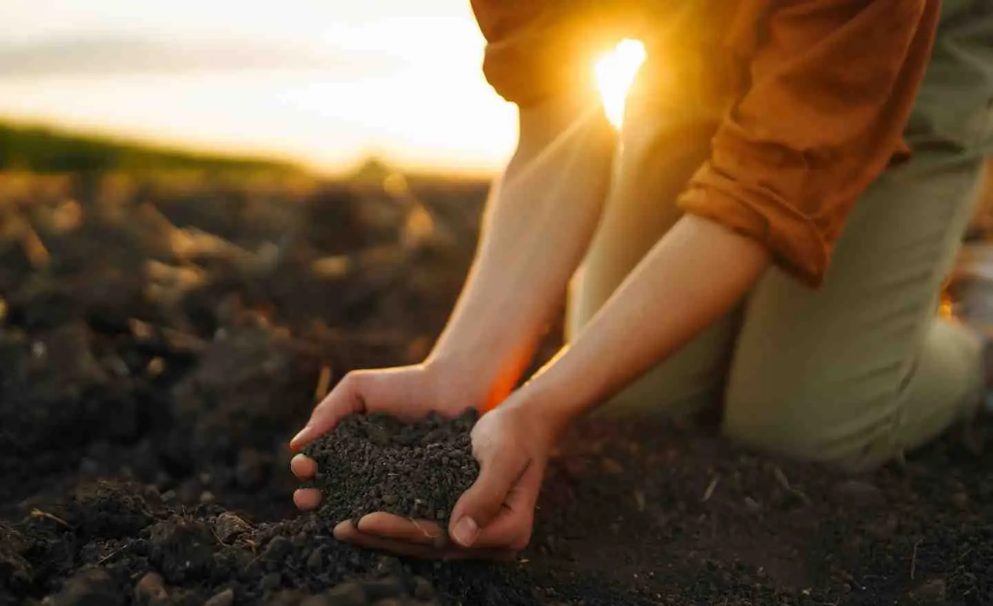 5 strategie per evitare muffa nei vasi in estate: la soluzione naturale dei botanici per piante sane 5 strategie per evitare muffa nei vasi in estate: la soluzione naturale dei botanici per piante sane