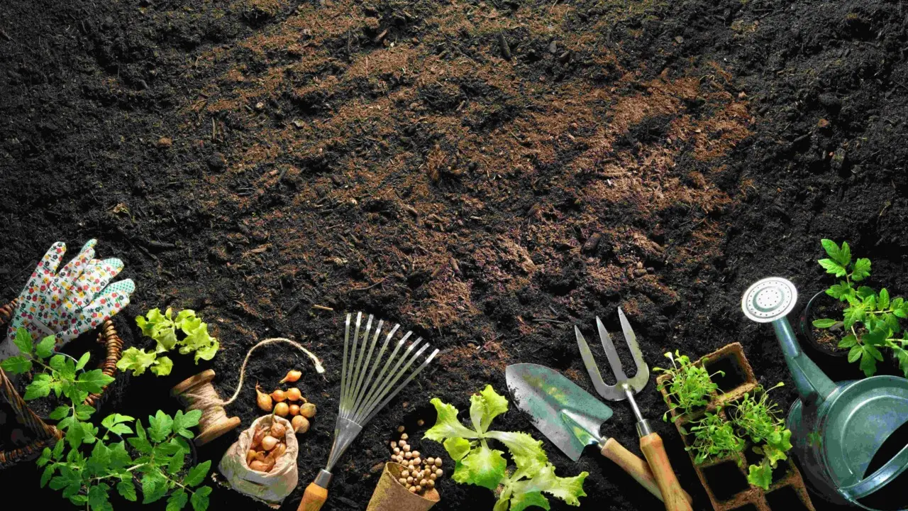 5 strategie per evitare muffa nei vasi in estate: la soluzione naturale dei botanici per piante sane 5 strategie per evitare muffa nei vasi in estate: la soluzione naturale dei botanici per piante sane