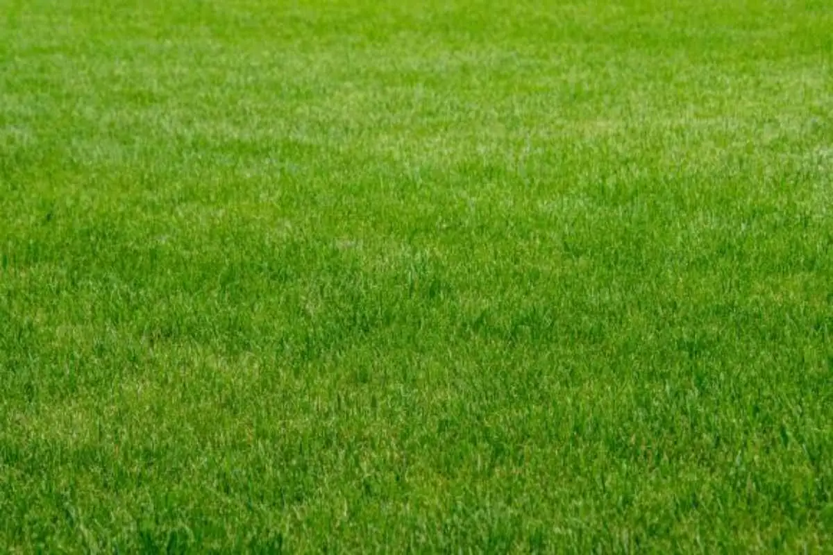 Come avere un prato sempre verde senza irrigazione continua: la tecnica della pacciamatura consigliata dall’Accademia Italiana di Agricoltura Come avere un prato sempre verde senza irrigazione continua: la tecnica della pacciamatura consigliata dall’Accademia Italiana di Agricoltura