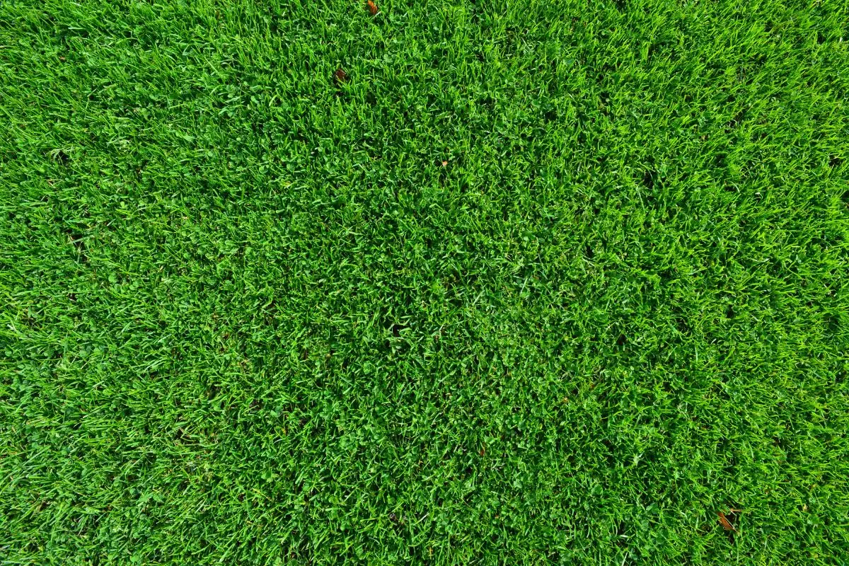 Come avere un prato sempre verde senza irrigazione continua: la tecnica della pacciamatura consigliata dall’Accademia Italiana di Agricoltura Come avere un prato sempre verde senza irrigazione continua: la tecnica della pacciamatura consigliata dall’Accademia Italiana di Agricoltura