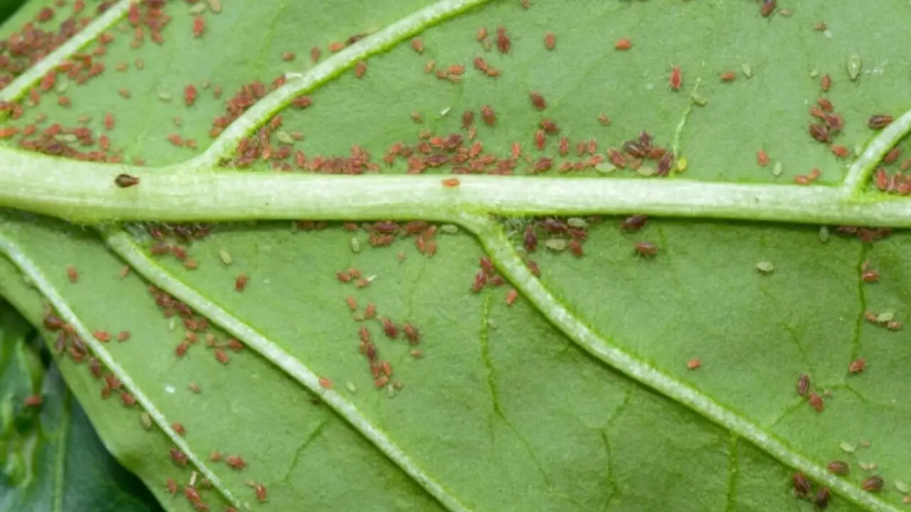 Come eliminare i pidocchi verdi dalle piante: il metodo definitivo, anche sul balcone Come eliminare i pidocchi verdi dalle piante: il metodo definitivo, anche sul balcone