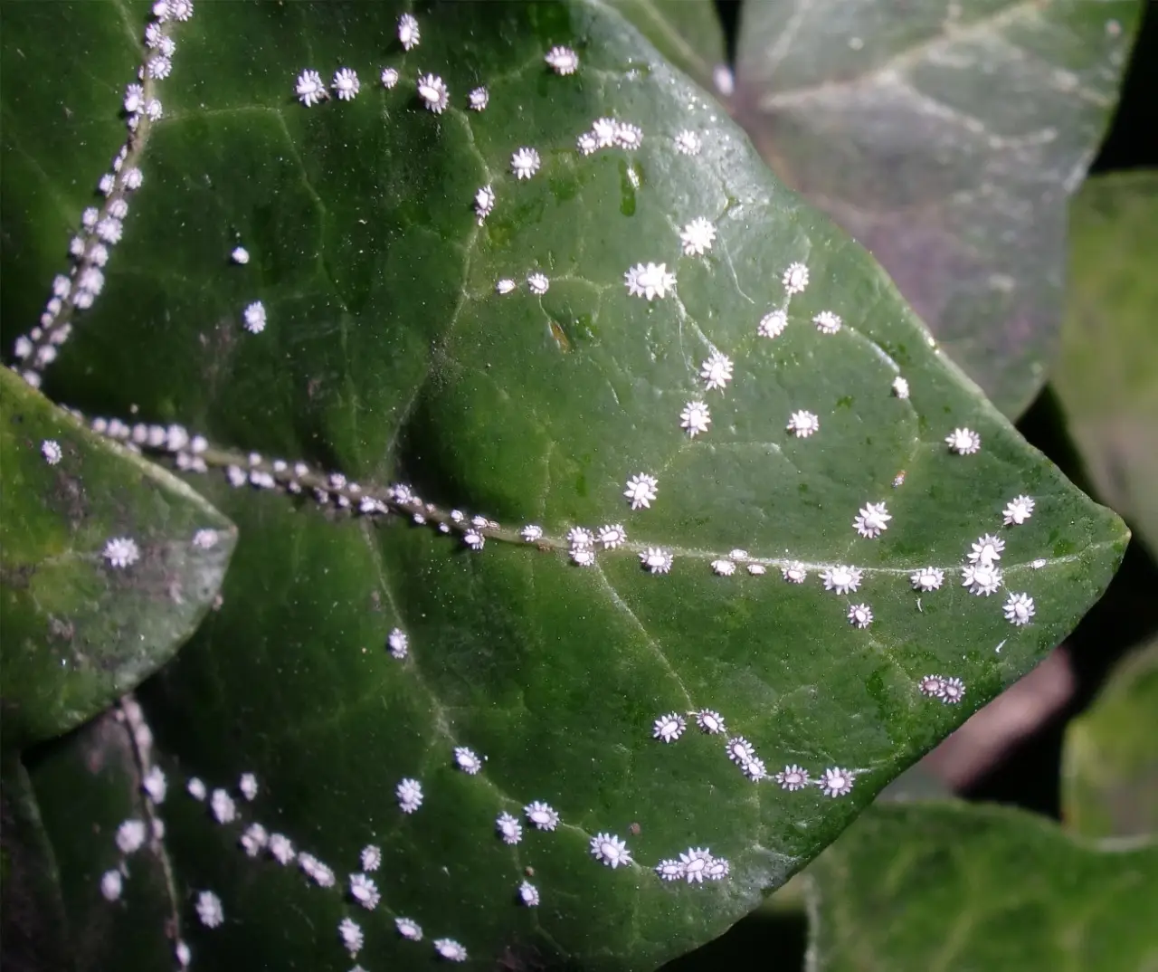 Come eliminare i pidocchi verdi dalle piante: il metodo definitivo, anche sul balcone Come eliminare i pidocchi verdi dalle piante: il metodo definitivo, anche sul balcone