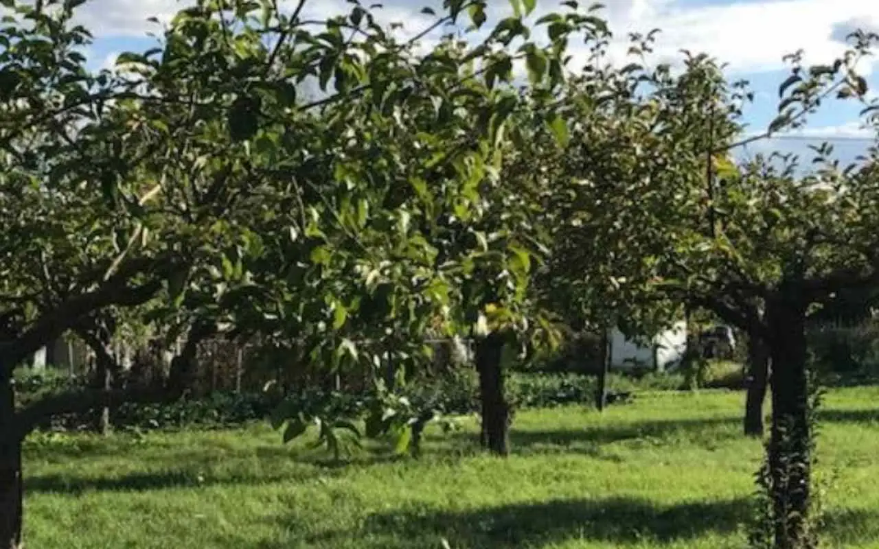 Verde consapevole: giardinaggio ecologico e sostenibile Verde consapevole: giardinaggio ecologico e sostenibile
