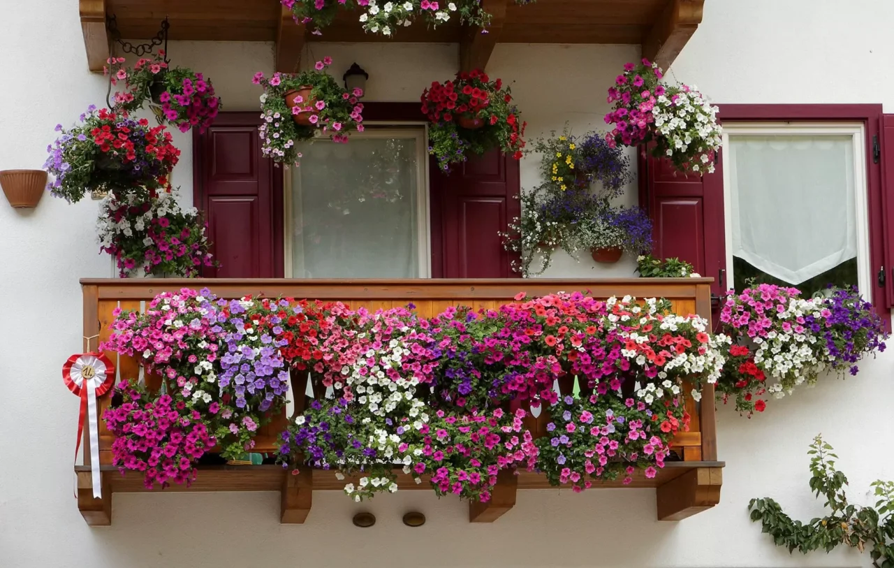 Come prevenire il surriscaldamento dei vasi sul balcone: il trucco dei vivaisti per mantenere le radici sane a giugno Come prevenire il surriscaldamento dei vasi sul balcone: il trucco dei vivaisti per mantenere le radici sane a giugno