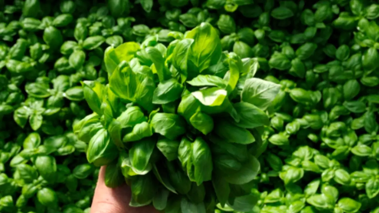 Il segreto della raccolta mattutina per basilico più profumato: la tecnica suggerita dai giardinieri esperti per l’estate Il segreto della raccolta mattutina per basilico più profumato: la tecnica suggerita dai giardinieri esperti per l’estate