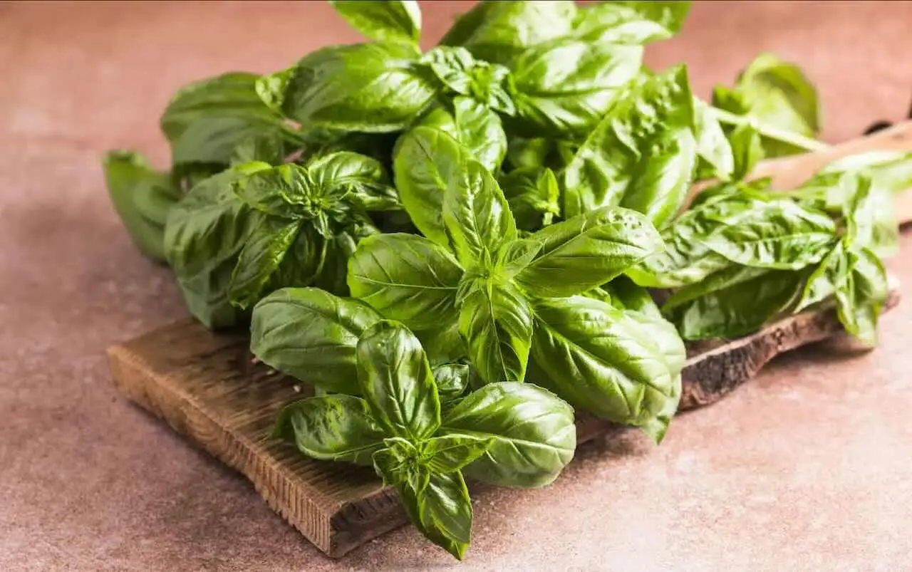 Il segreto della raccolta mattutina per basilico più profumato: la tecnica suggerita dai giardinieri esperti per l’estate Il segreto della raccolta mattutina per basilico più profumato: la tecnica suggerita dai giardinieri esperti per l’estate