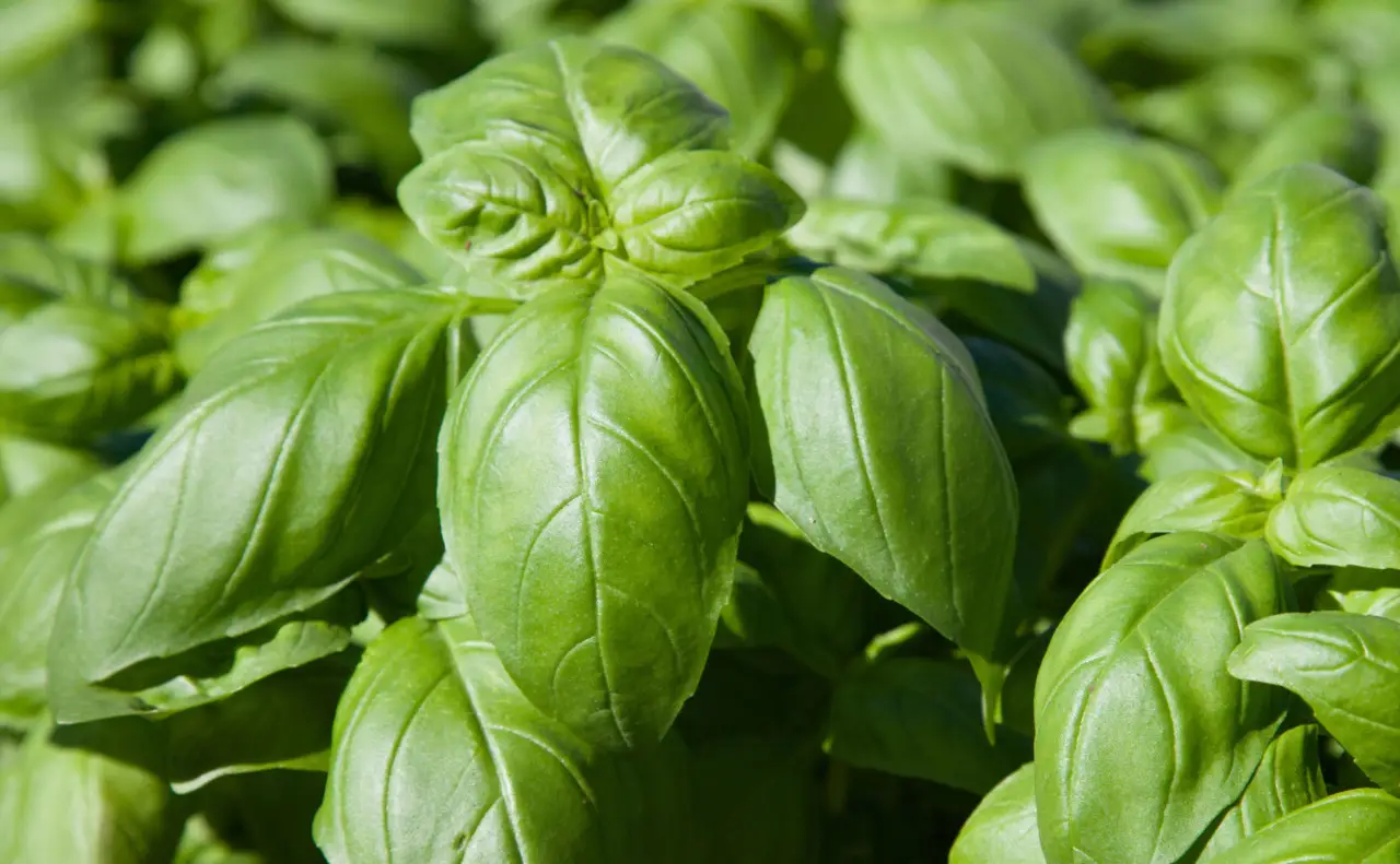 Il segreto della raccolta mattutina per basilico più profumato: la tecnica suggerita dai giardinieri esperti per l’estate Il segreto della raccolta mattutina per basilico più profumato: la tecnica suggerita dai giardinieri esperti per l’estate