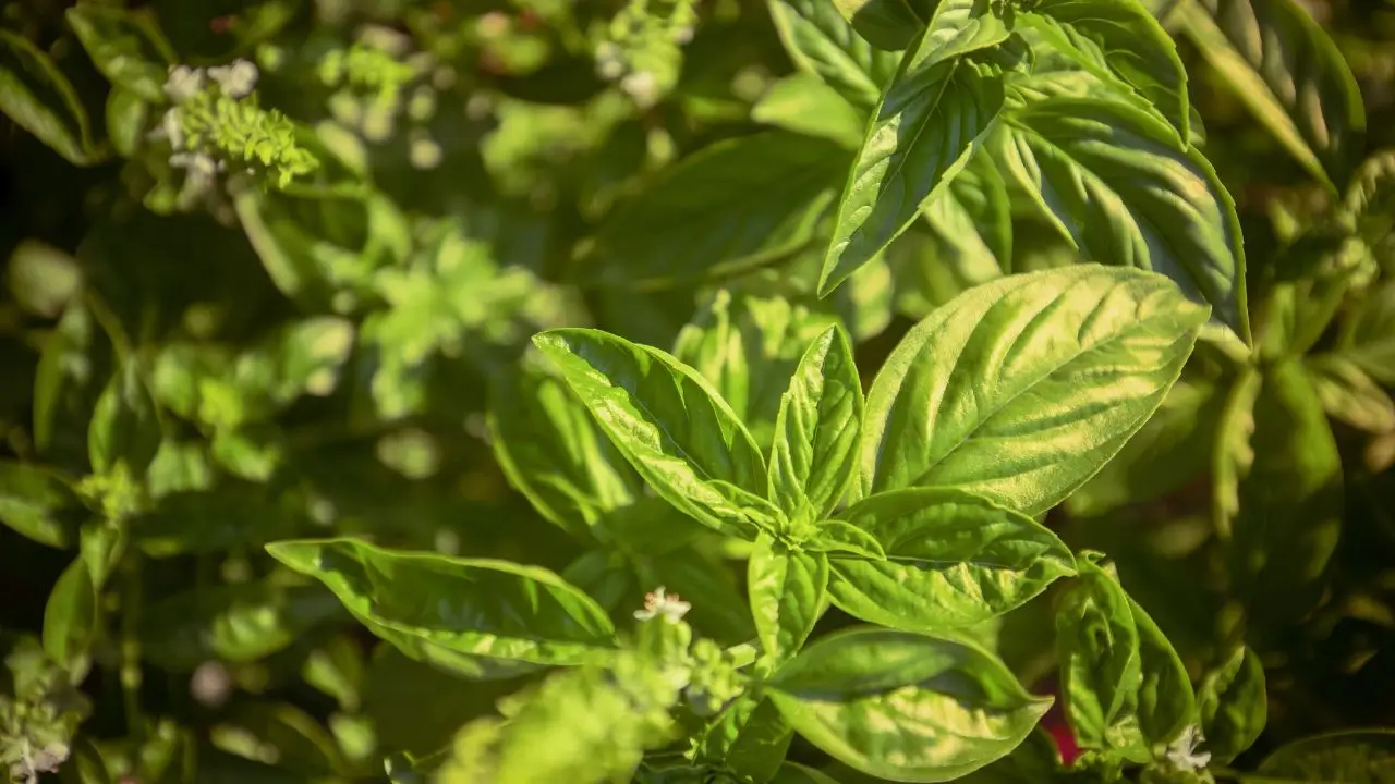 Il segreto della raccolta mattutina per basilico più profumato: la tecnica suggerita dai giardinieri esperti per l’estate Il segreto della raccolta mattutina per basilico più profumato: la tecnica suggerita dai giardinieri esperti per l’estate