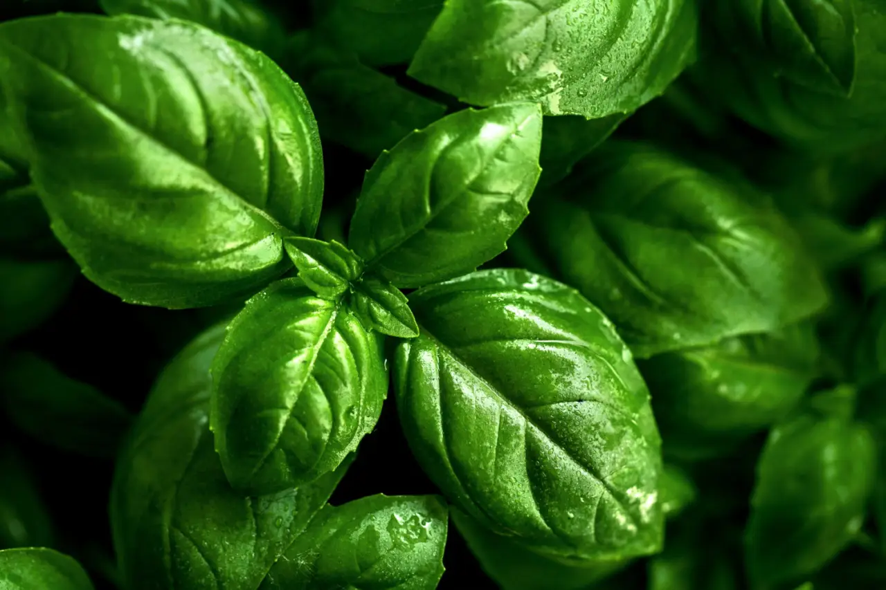 Il segreto della raccolta mattutina per basilico più profumato: la tecnica suggerita dai giardinieri esperti per l’estate Il segreto della raccolta mattutina per basilico più profumato: la tecnica suggerita dai giardinieri esperti per l’estate