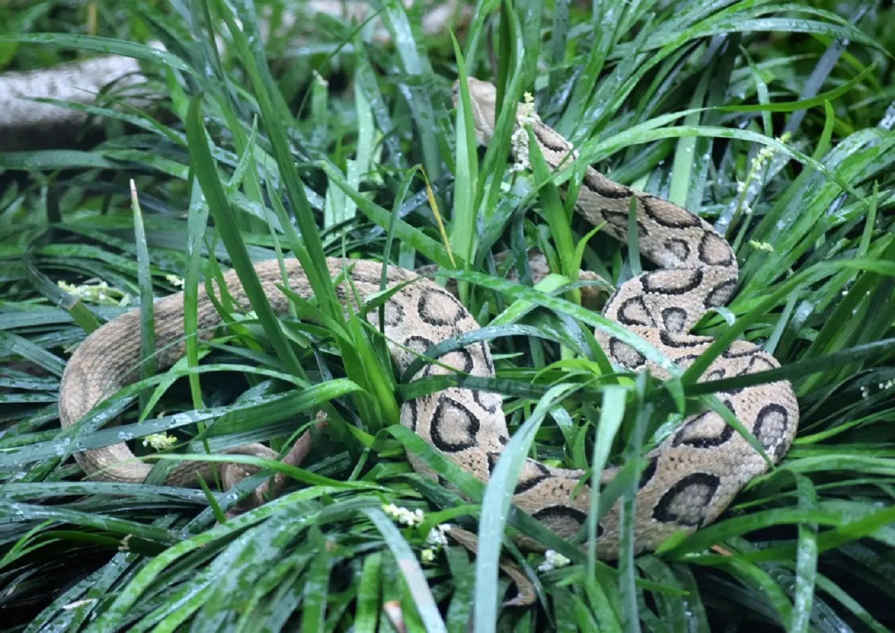 Come tenere lontani i serpenti dal giardino: la soluzione naturale consigliata dai botanici per l’estate 2025 Come tenere lontani i serpenti dal giardino: la soluzione naturale consigliata dai botanici per l’estate 2025