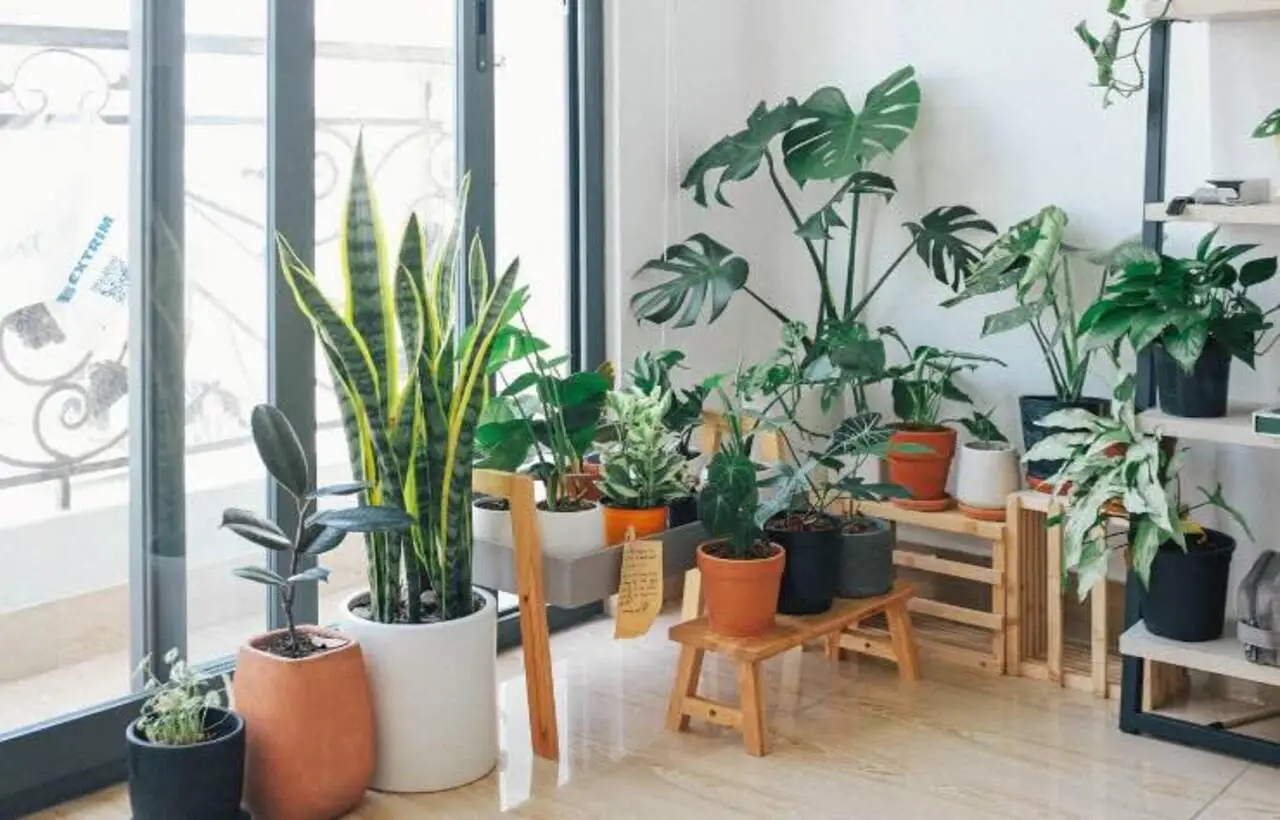 Come trattare le piante d’appartamento che abbassano la temperatura in casa: la guida dei biologi vegetali per l’estate Come trattare le piante d’appartamento che abbassano la temperatura in casa: la guida dei biologi vegetali per l’estate