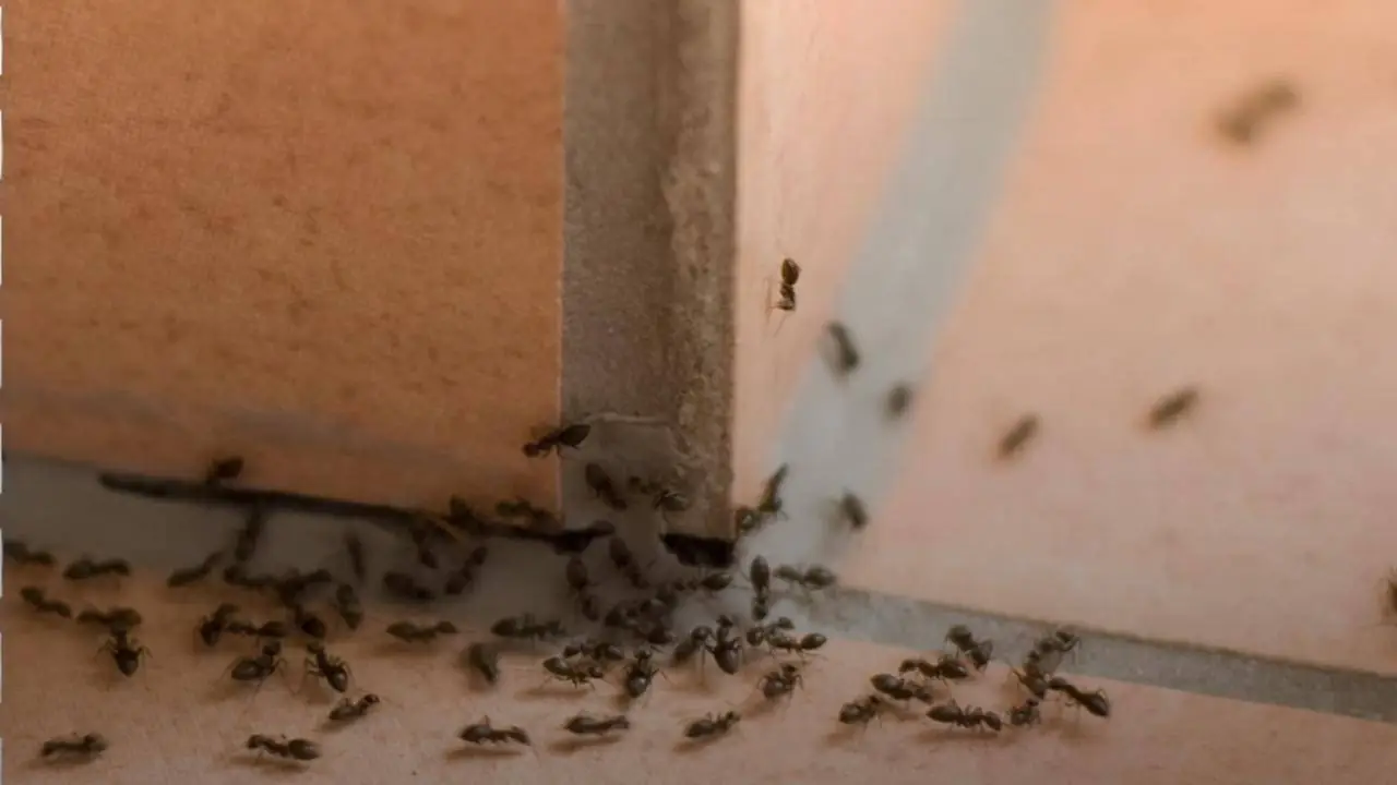 La pianta aromatica che protegge la dispensa dalle formiche: il consiglio degli esperti per l’estate La pianta aromatica che protegge la dispensa dalle formiche: il consiglio degli esperti per l’estate