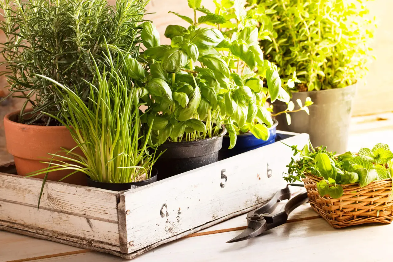 5 strategie per difendere le piante aromatiche dal caldo di giugno: la guida dell’Accademia Italiana di Agricoltura 5 strategie per difendere le piante aromatiche dal caldo di giugno: la guida dell’Accademia Italiana di Agricoltura