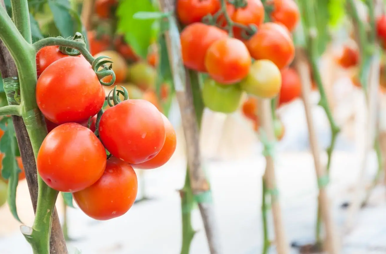 Come evitare le foglie gialle nei pomodori in estate: il consiglio dell’agronomo per raccolti sani Come evitare le foglie gialle nei pomodori in estate: il consiglio dell’agronomo per raccolti sani