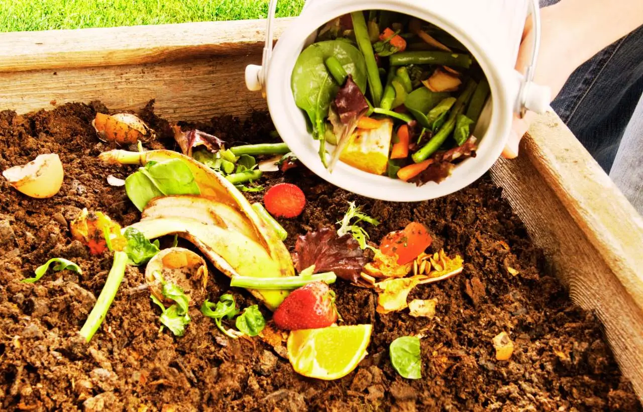Il segreto del compost maturo: come usarlo ora per fioriture esplosive in balcone Il segreto del compost maturo: come usarlo ora per fioriture esplosive in balcone