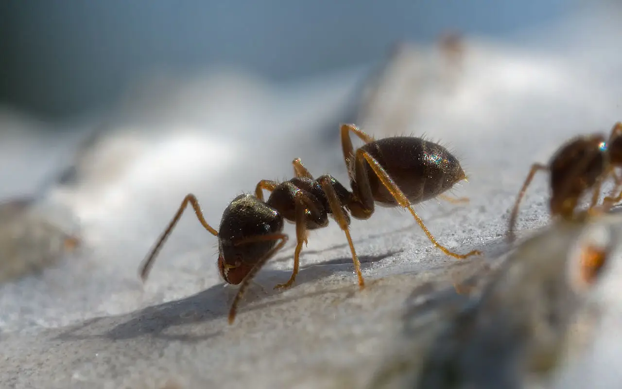 Il rimedio naturale per eliminare le formiche nei vasi: la soluzione consigliata dall’esperto Il rimedio naturale per eliminare le formiche nei vasi: la soluzione consigliata dall’esperto