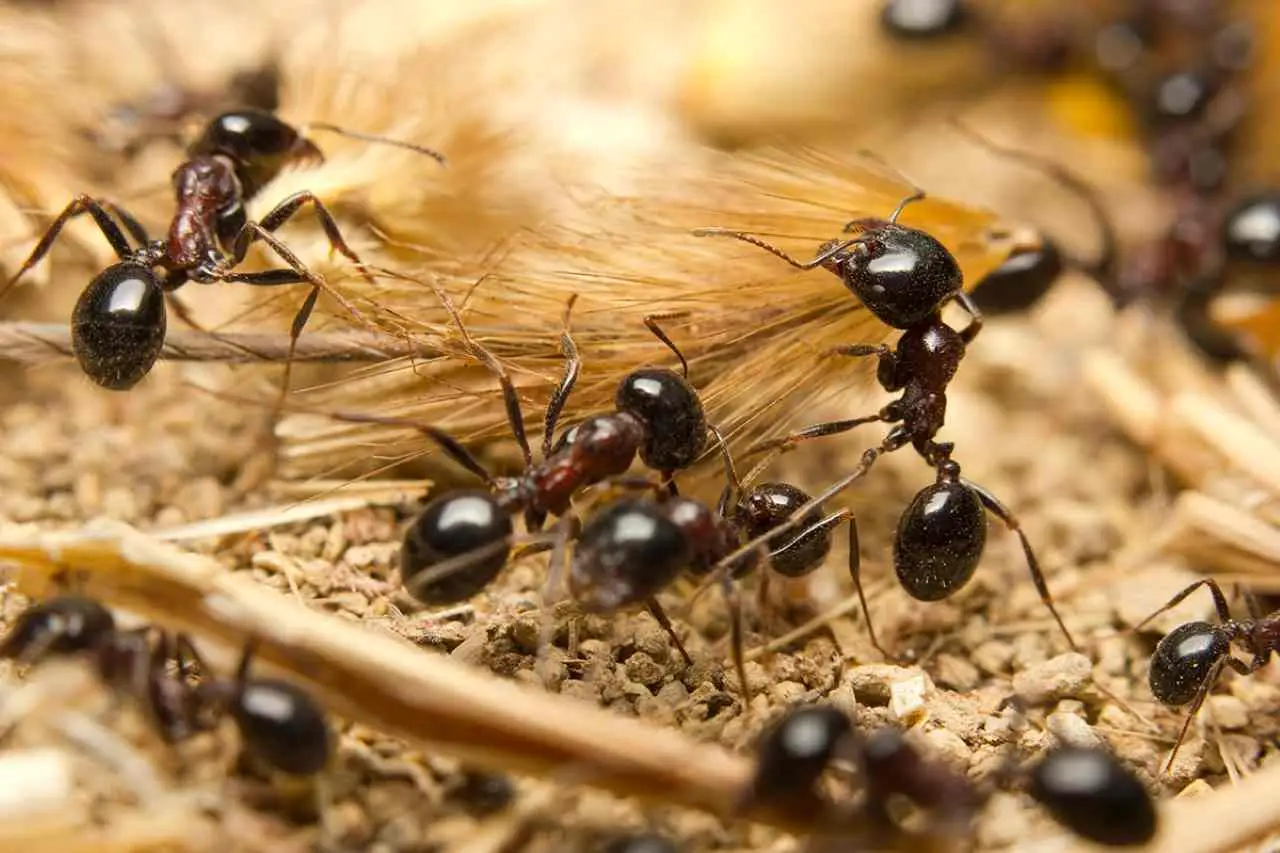 5 trucchi per allontanare subito le formiche dai vasi in estate: il metodo naturale raccomandato dagli agronomi 5 trucchi per allontanare subito le formiche dai vasi in estate: il metodo naturale raccomandato dagli agronomi
