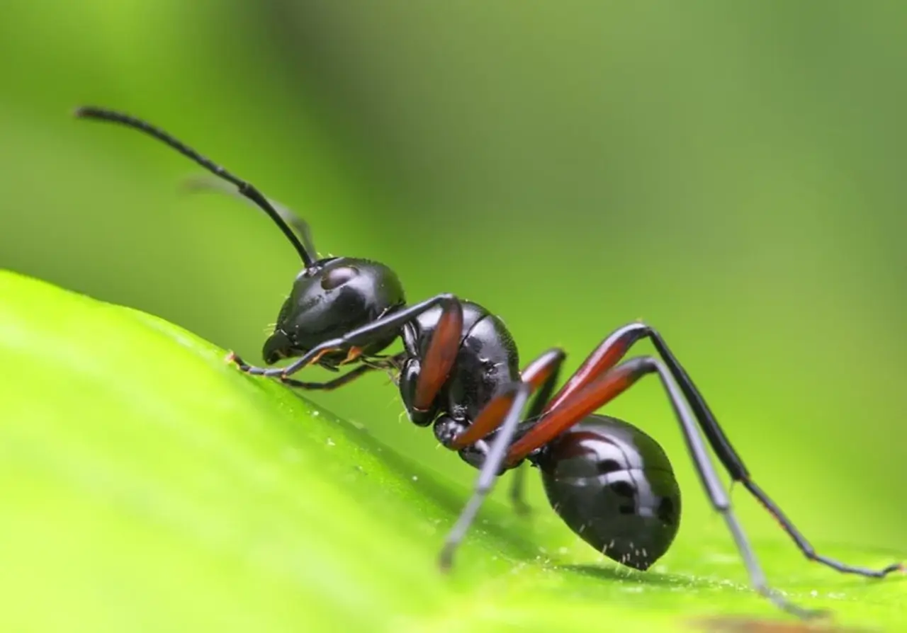 5 trucchi per allontanare subito le formiche dai vasi in estate: il metodo naturale raccomandato dagli agronomi 5 trucchi per allontanare subito le formiche dai vasi in estate: il metodo naturale raccomandato dagli agronomi