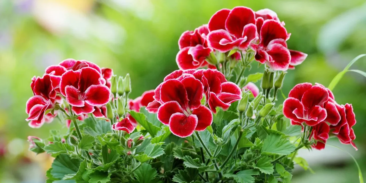 Come ottenere gerani in fiore per tutta l’estate: la strategia dei vivaisti per balconi colorati a giugno Come ottenere gerani in fiore per tutta l’estate: la strategia dei vivaisti per balconi colorati a giugno