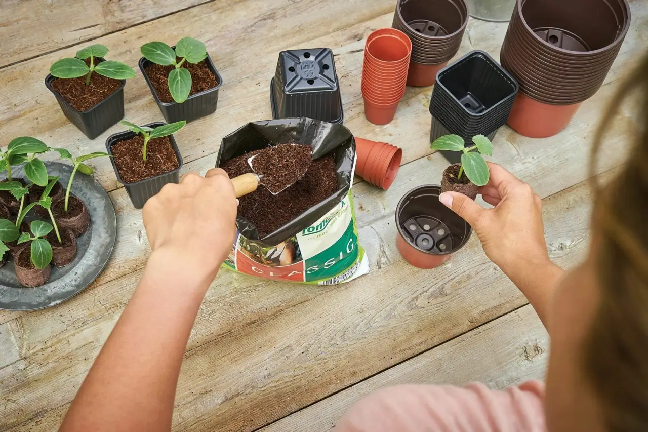 Come evitare muffa nei sottovasi durante l’estate: la soluzione pratica dei botanici per case umide Come evitare muffa nei sottovasi durante l’estate: la soluzione pratica dei botanici per case umide